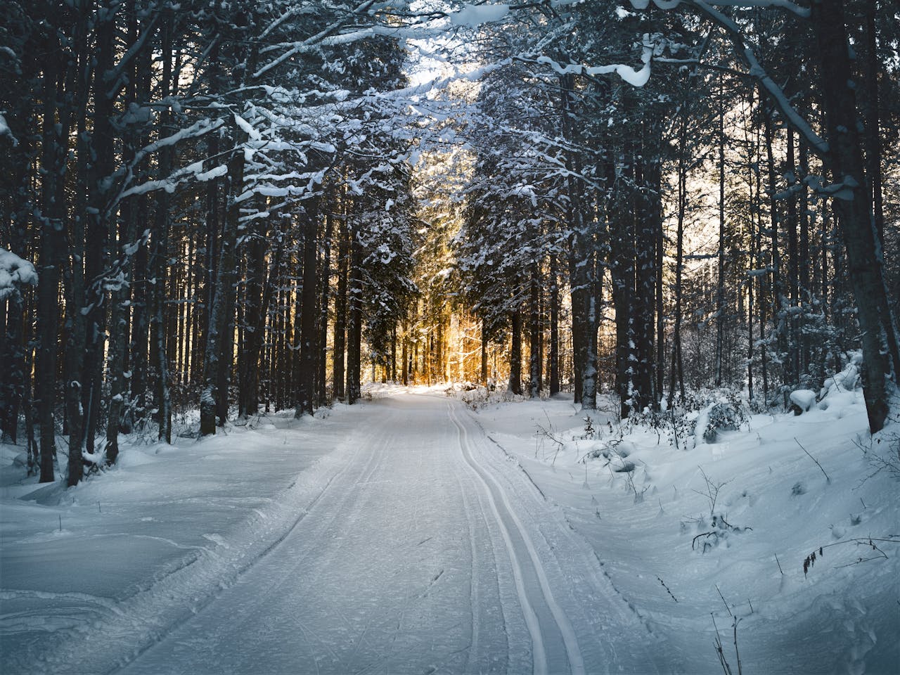 Road in Winter through Trees