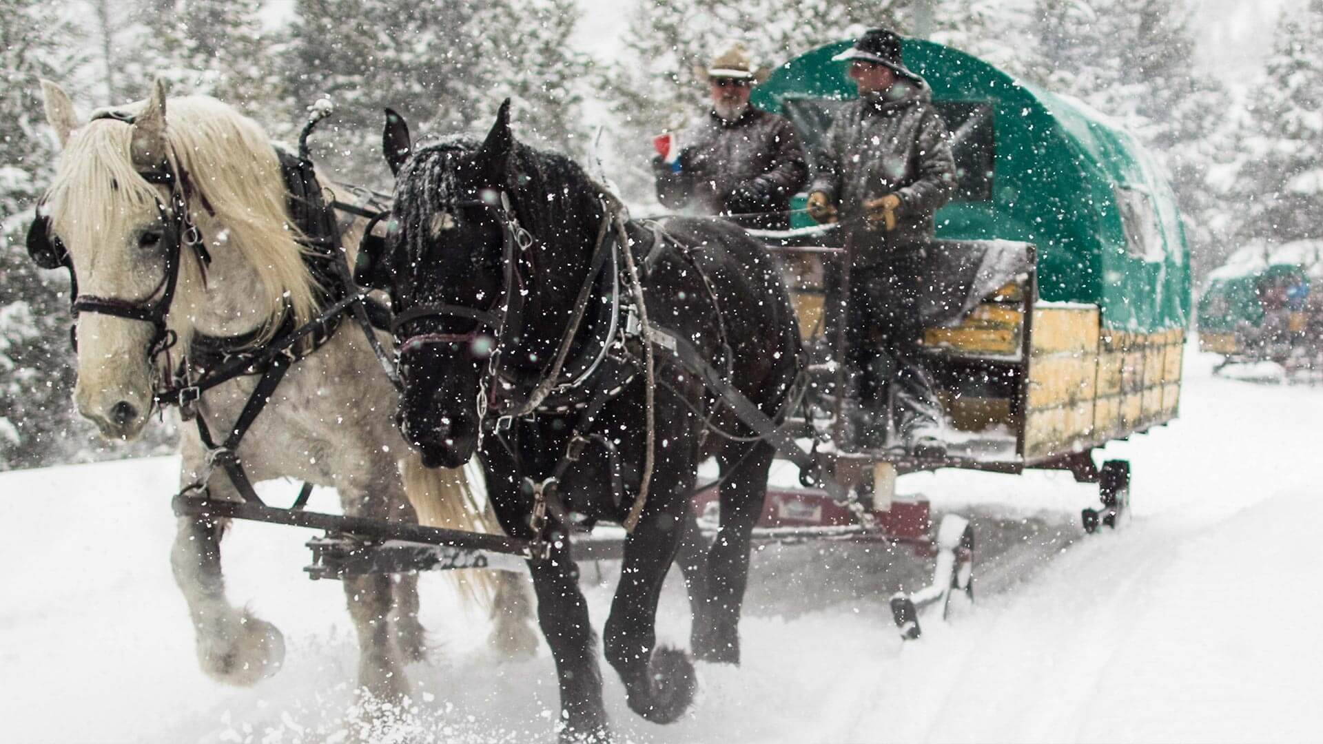Horse-drawn sleigh being pulled in Big Sky, Montana