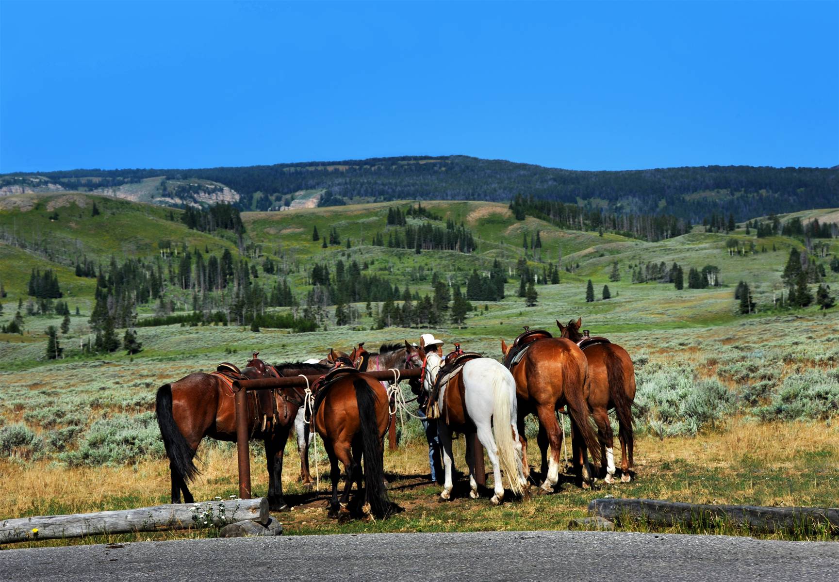 Horses Tied to Hitching Post