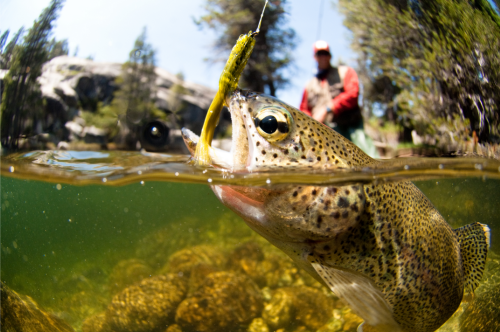 Caught Trout in River